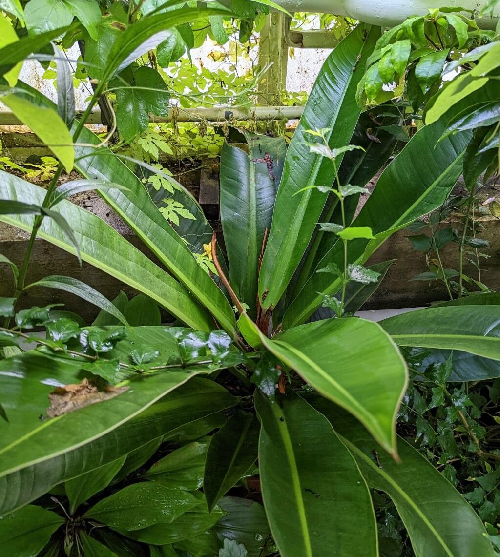 Philodendron insigne — houseplant care guide