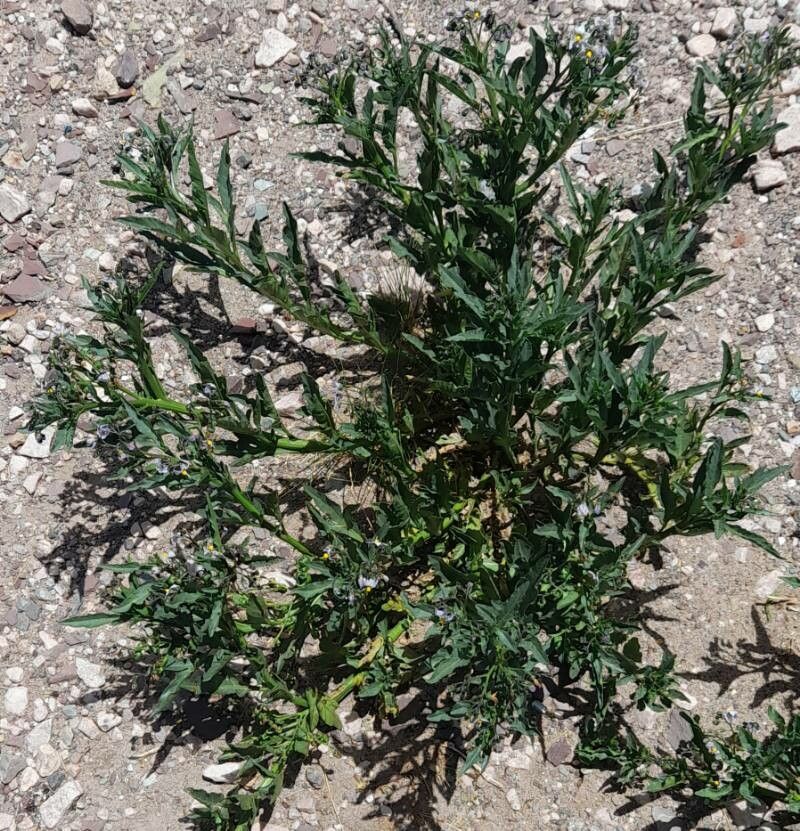 Solanum endoadenium habit