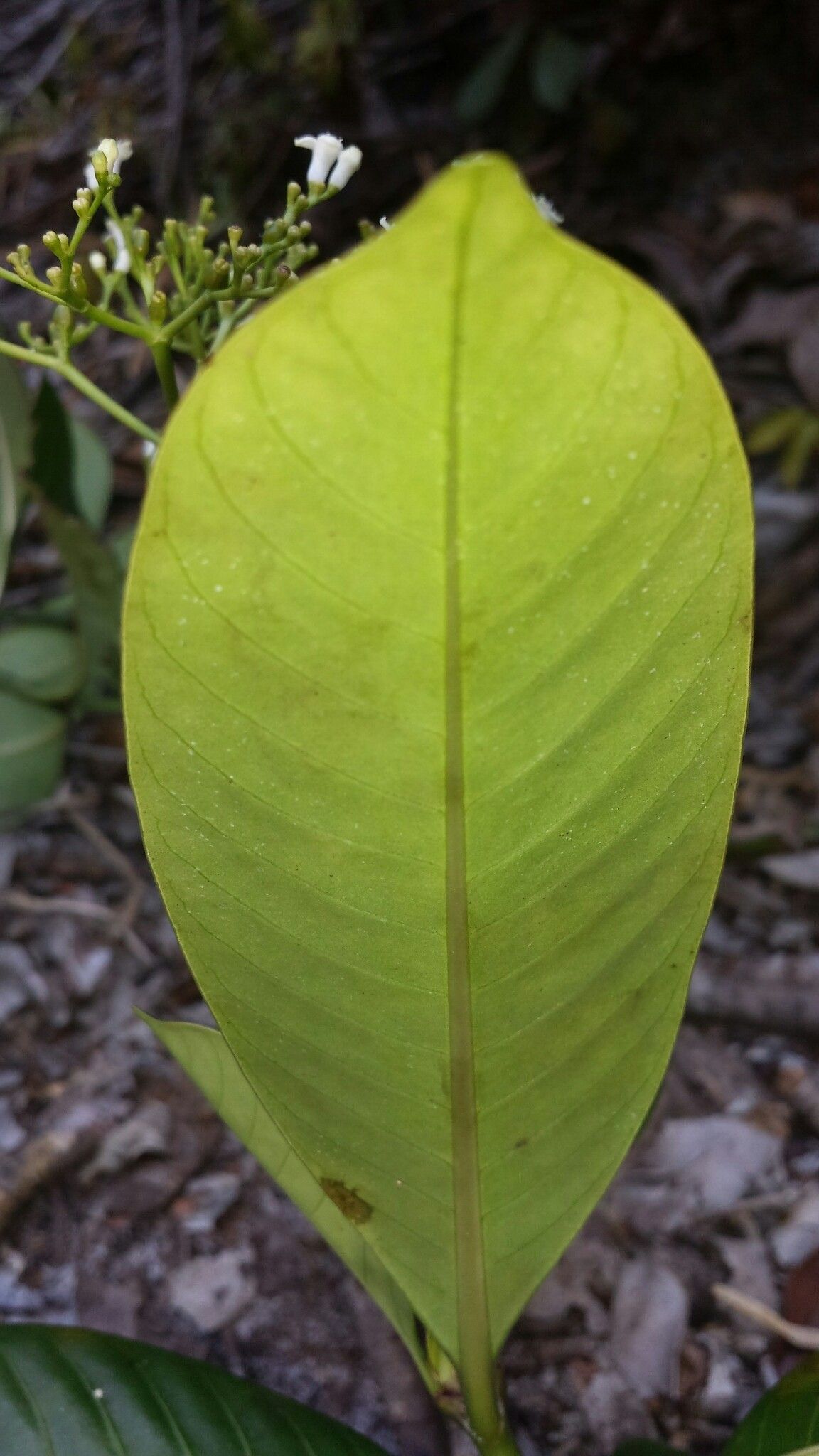 Psychotria lantzii leaf
