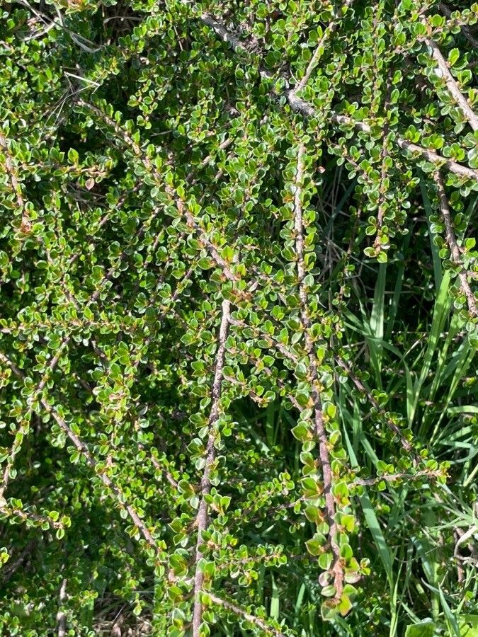 Cotoneaster nanshan — houseplant care guide