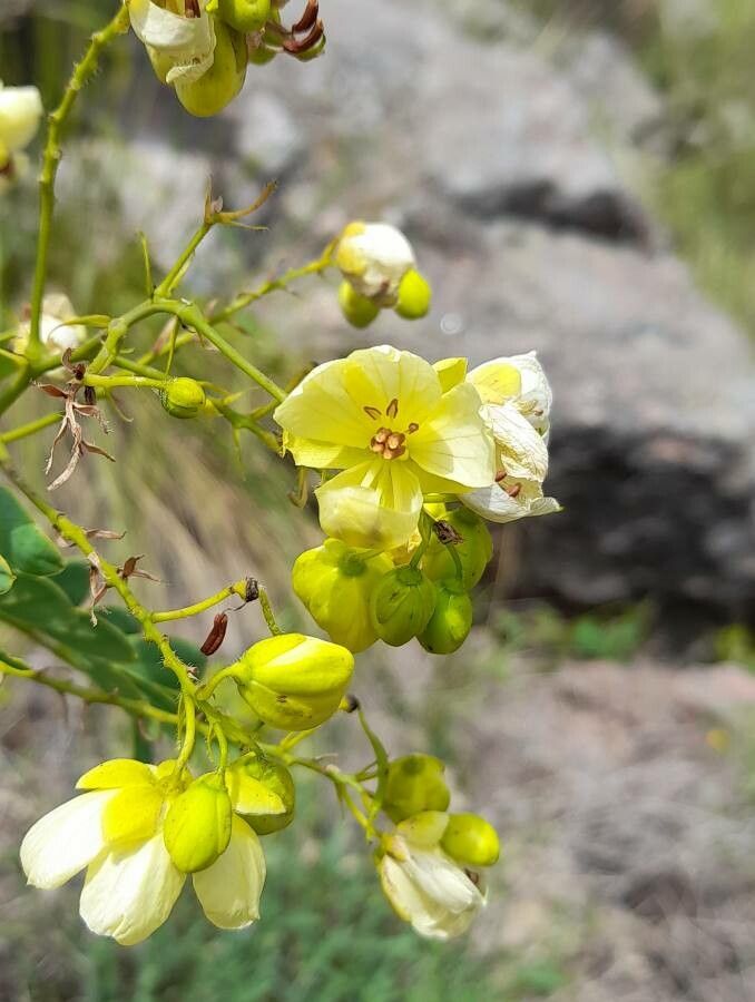 Senna subulata flower