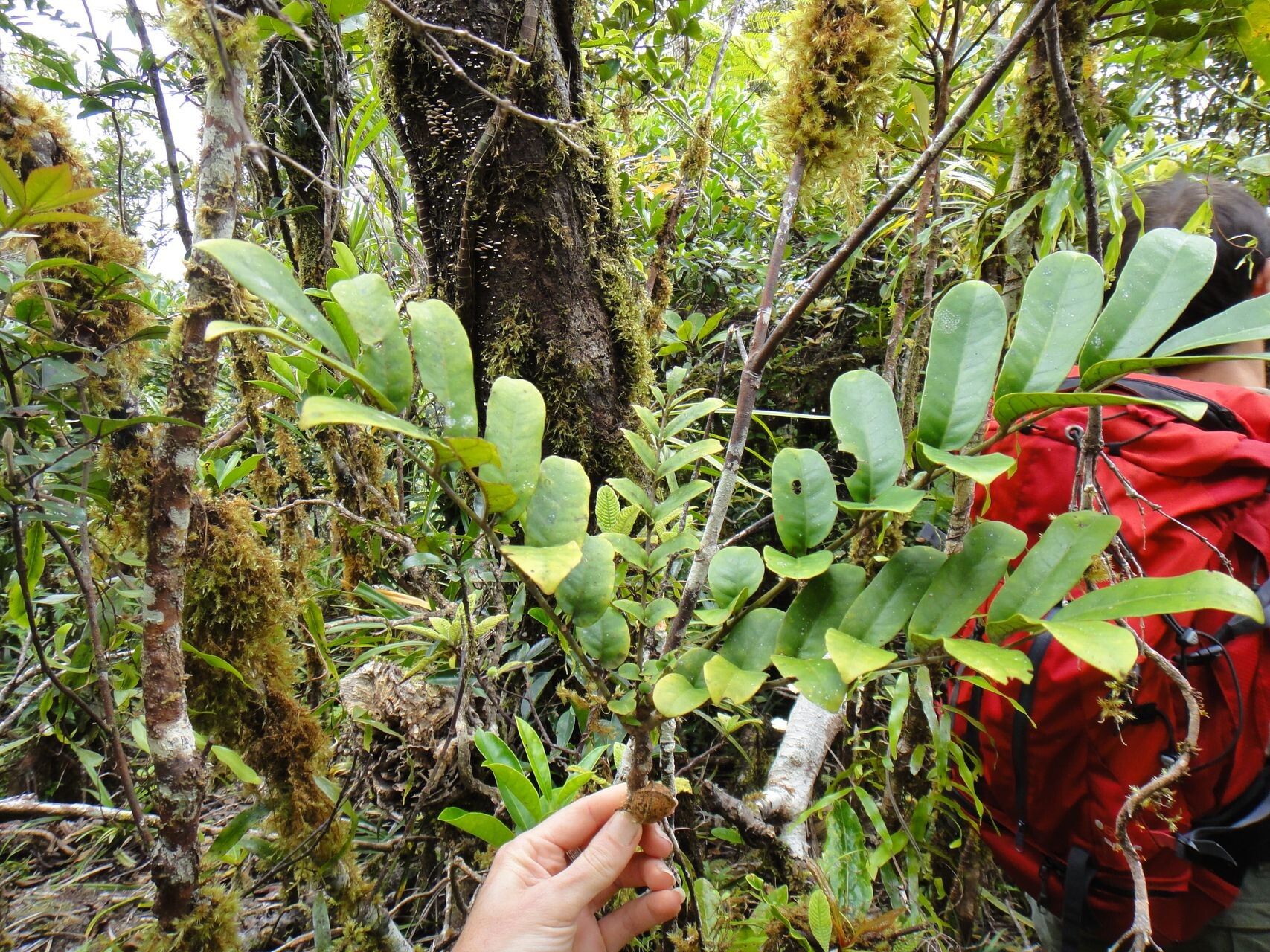 Didymocheton kouiriensis habit