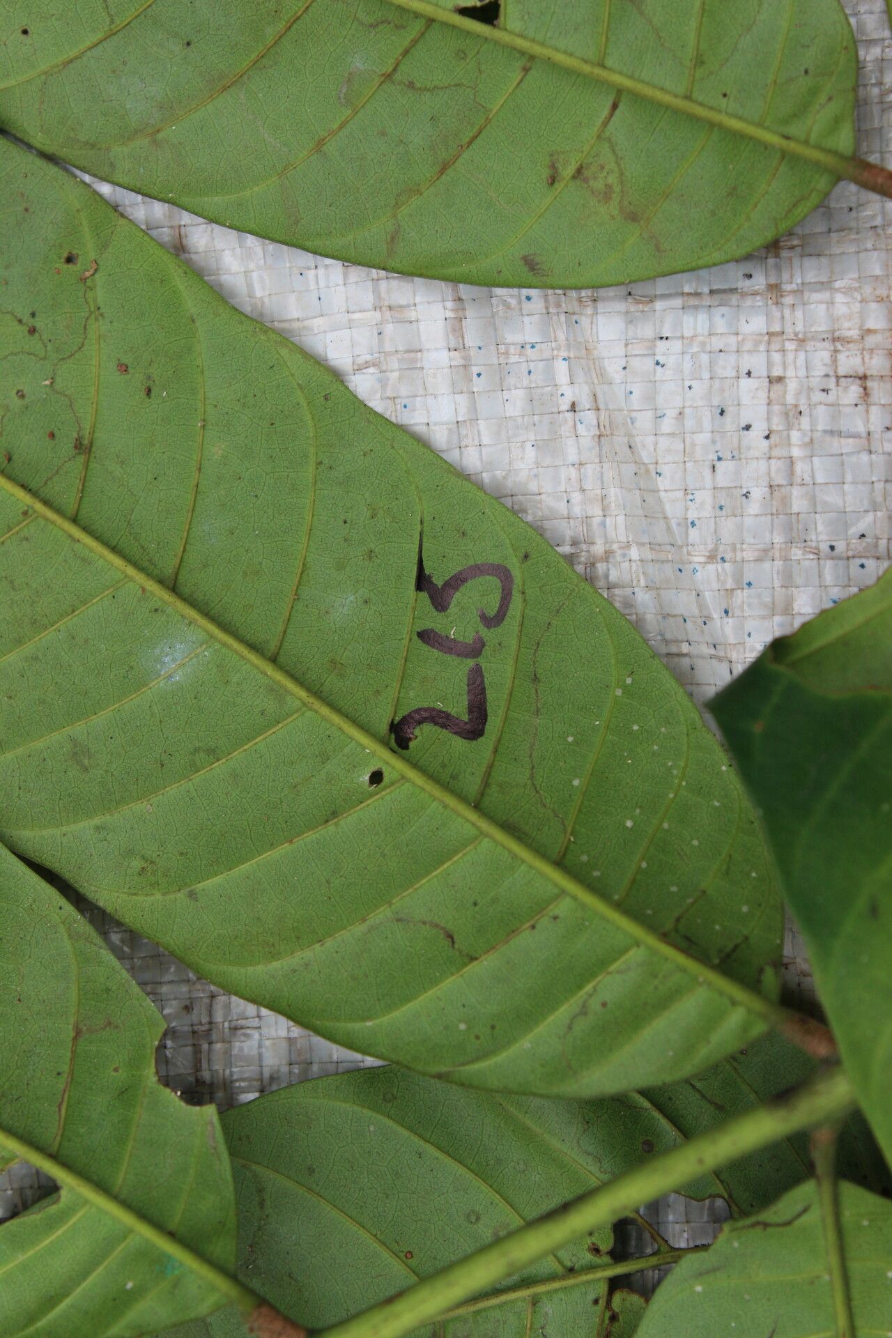 Trichilia gilgiana — houseplant care guide