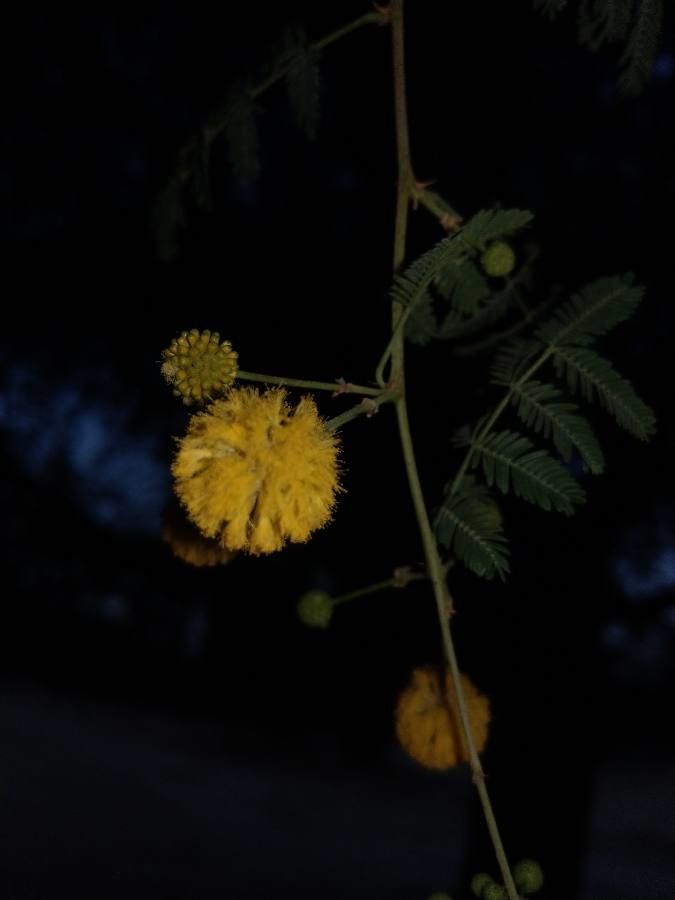 Acacia farnesiana flower