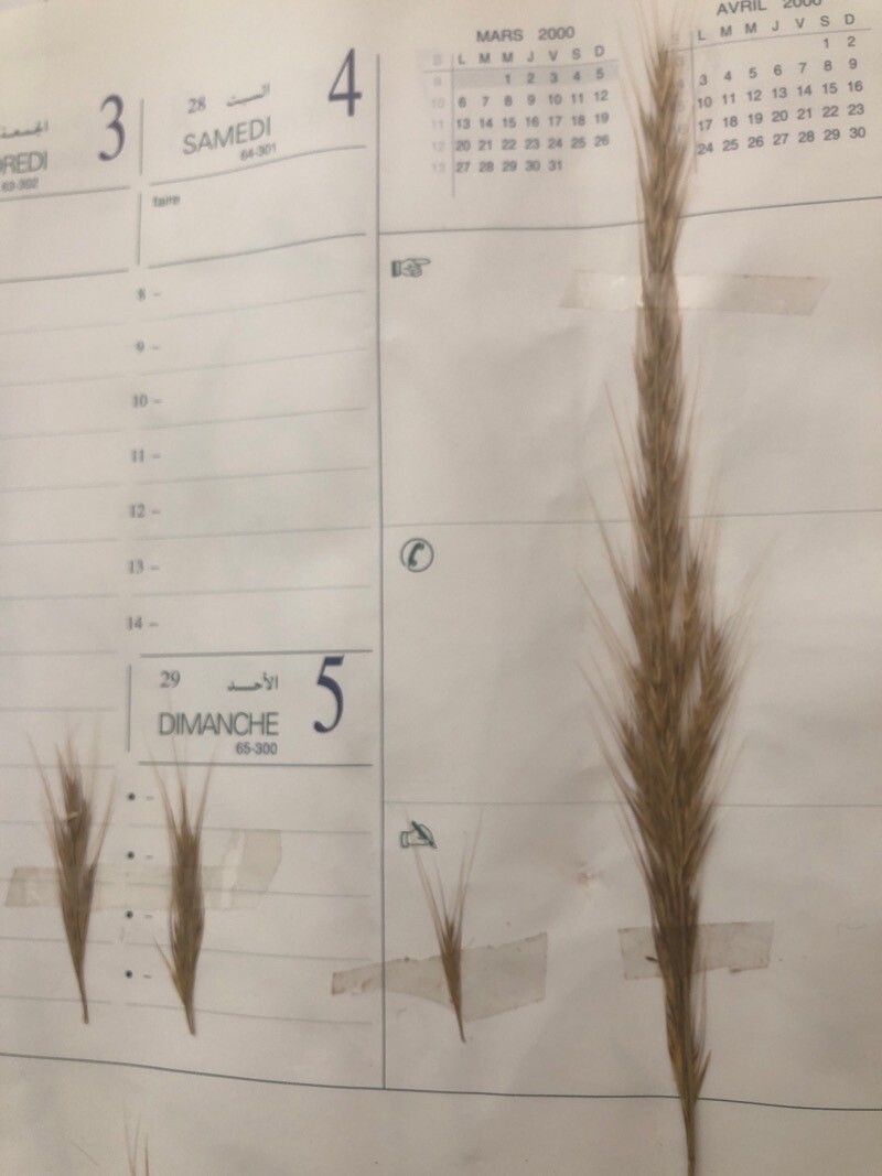 Festuca membranacea fruit