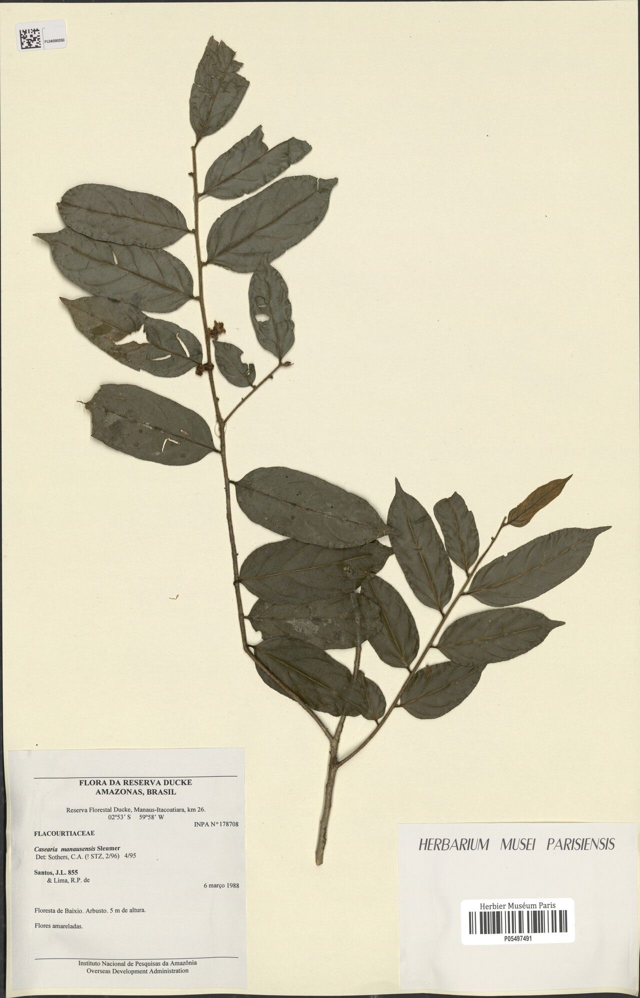 Casearia manausensis — houseplant care guide