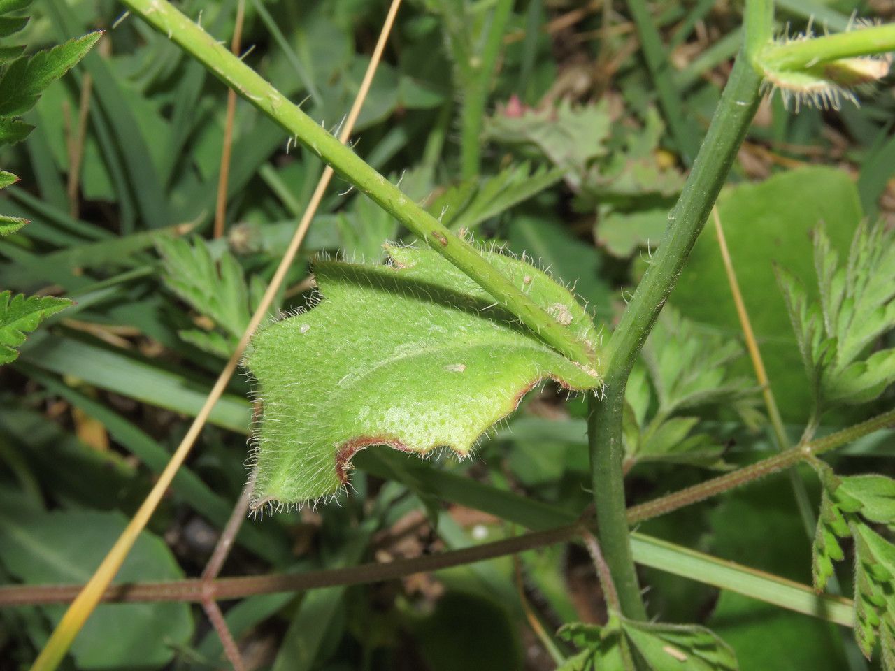 Hypochaeris achyrophorus — related species from the same genus
