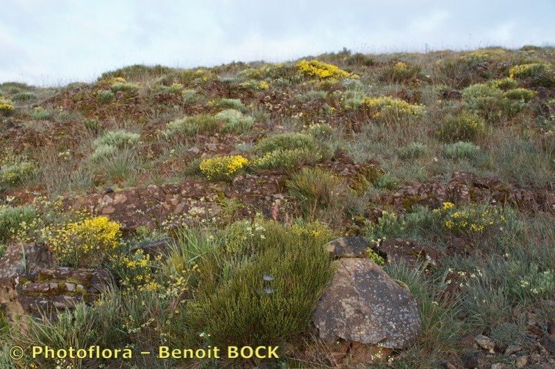 Biscutella sclerocarpa habit