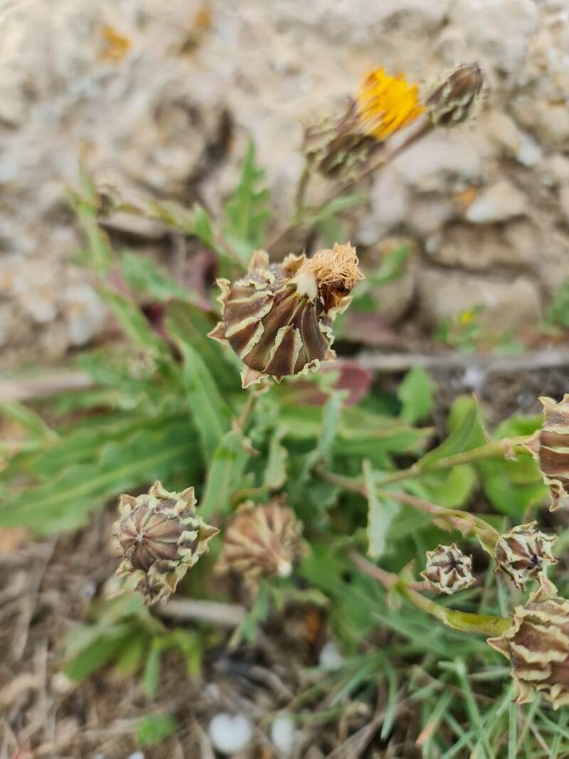 Reichardia tingitana fruit