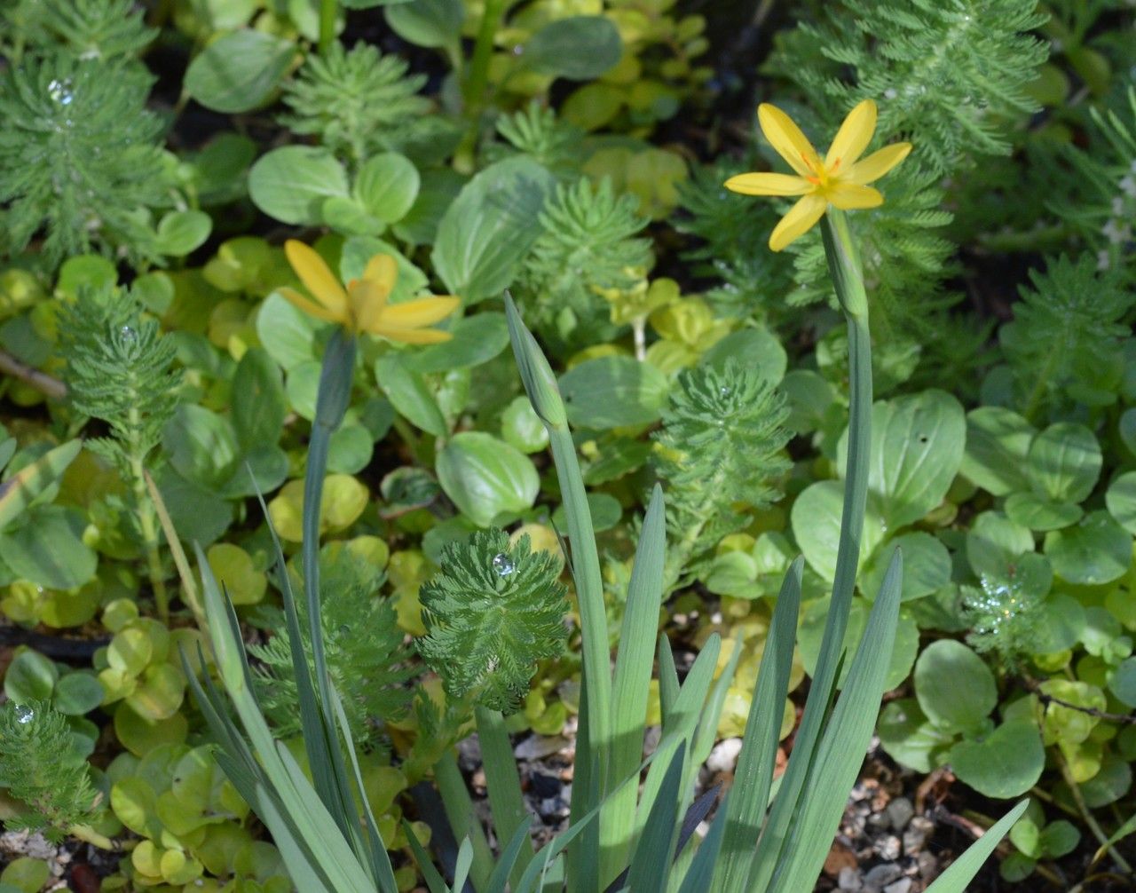 Sisyrinchium californicum habit