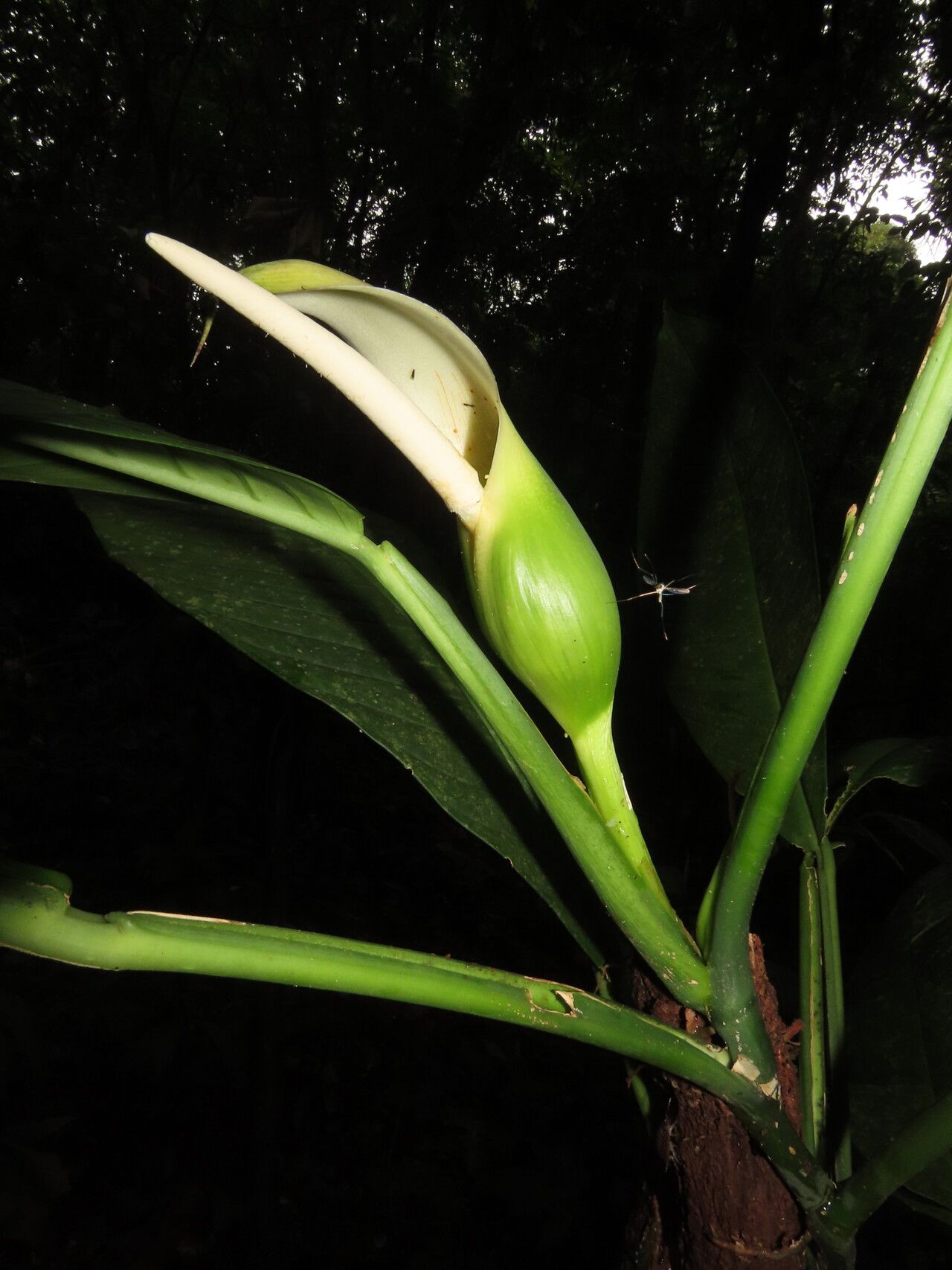 Philodendron rhodoaxis flower