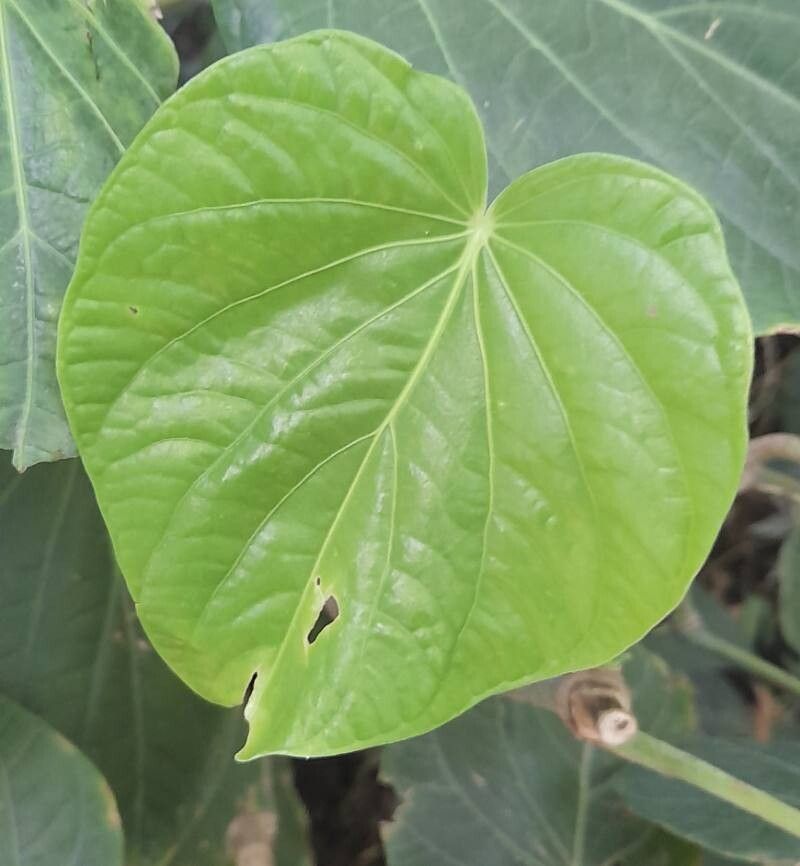 Piper carrilloanum leaf
