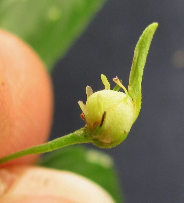 Hybanthus galeottii fruit