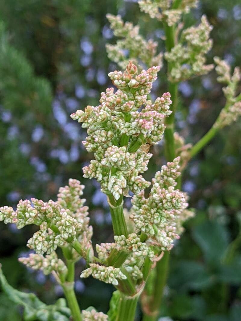 Rumex rugosus flower