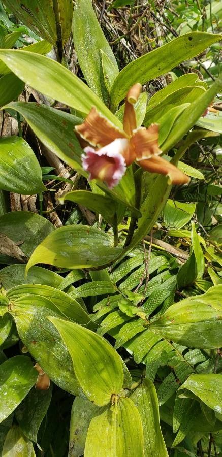 Sobralia atropubescens flower