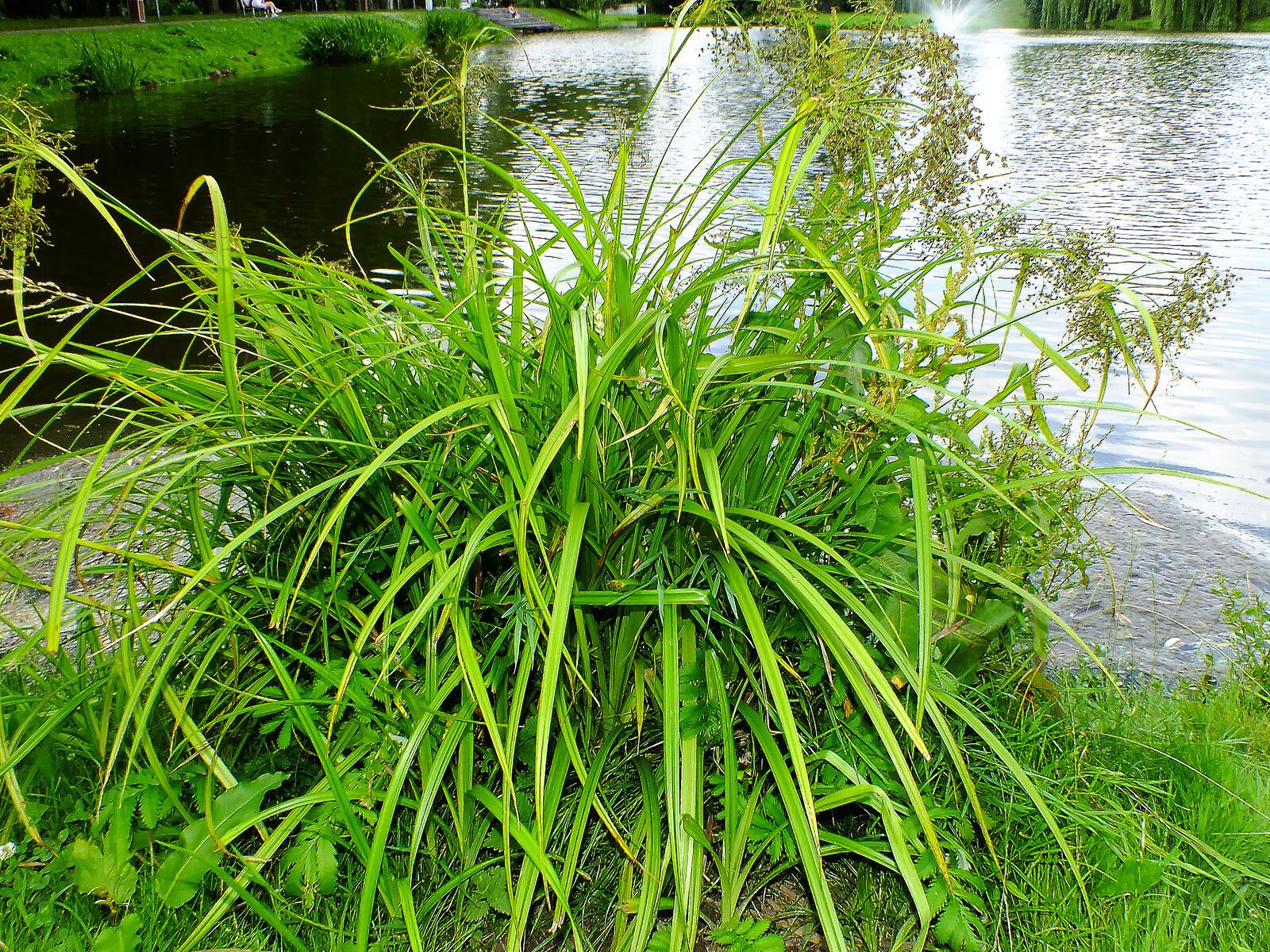 Scirpus radicans habit