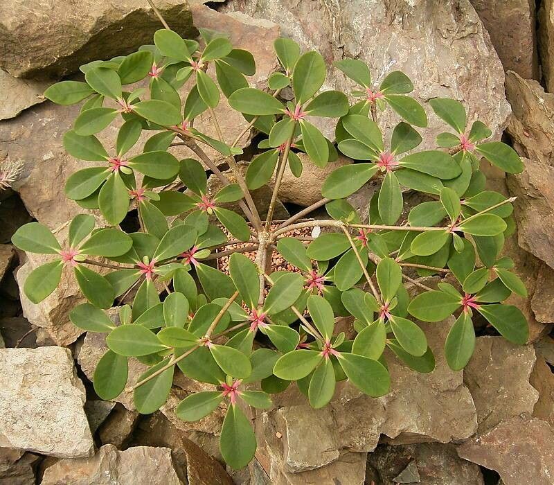 Euphorbia bongolavensis habit