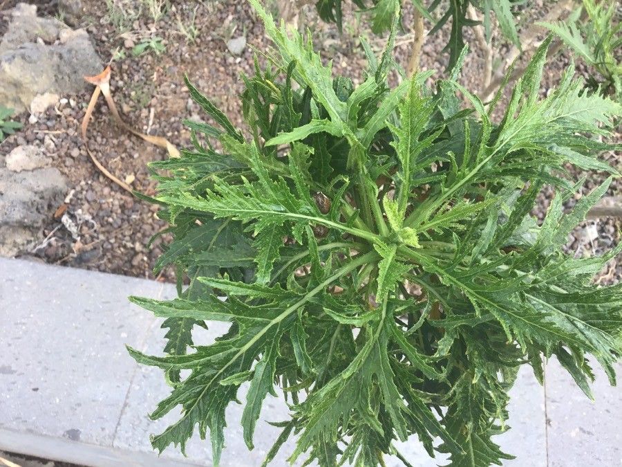 Crambe arborea — related species from the same genus