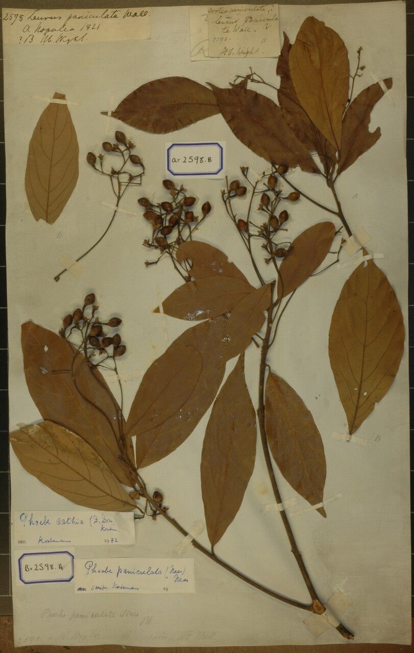 Phoebe cathia — related species from the same genus