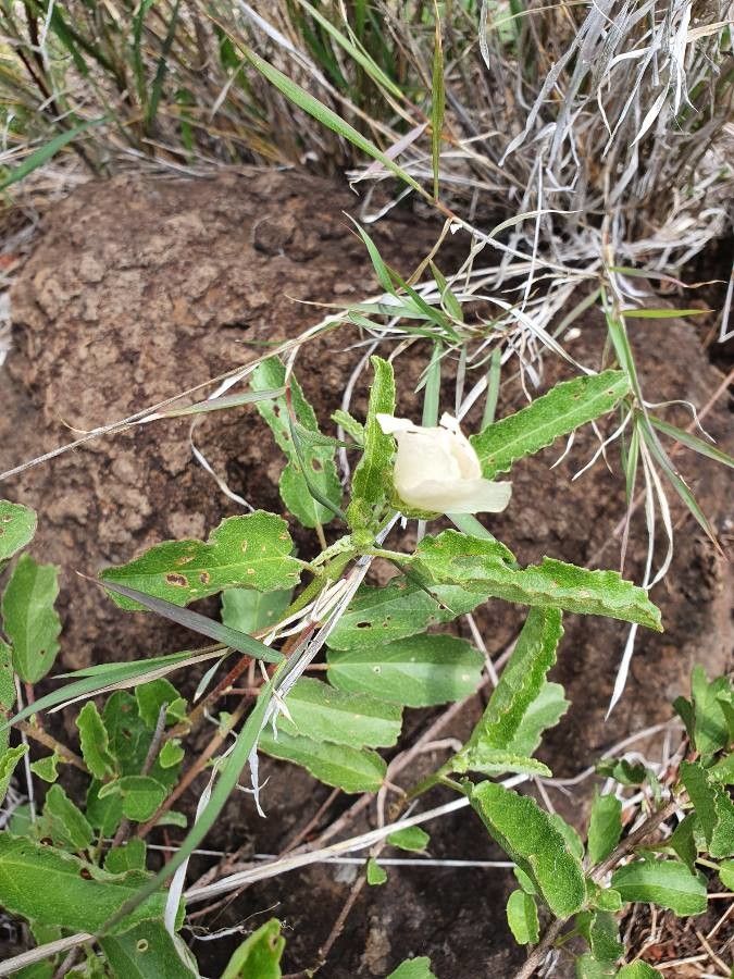 Pavonia propinqua flower