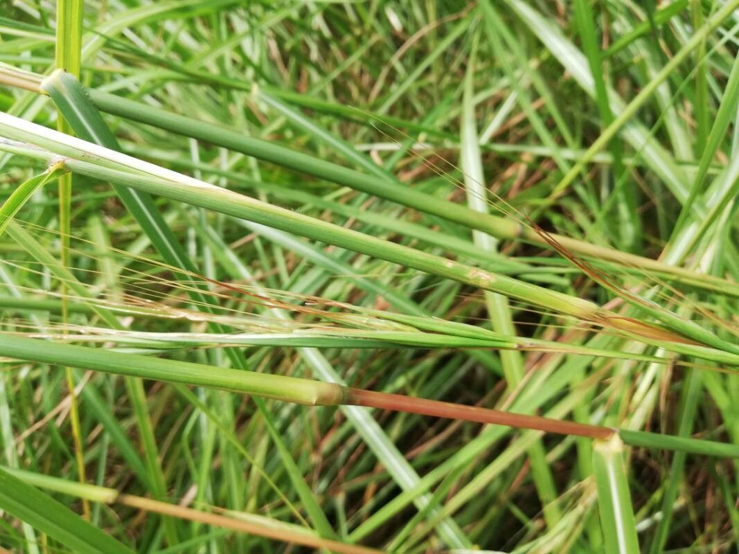 Hyparrhenia diplandra leaf