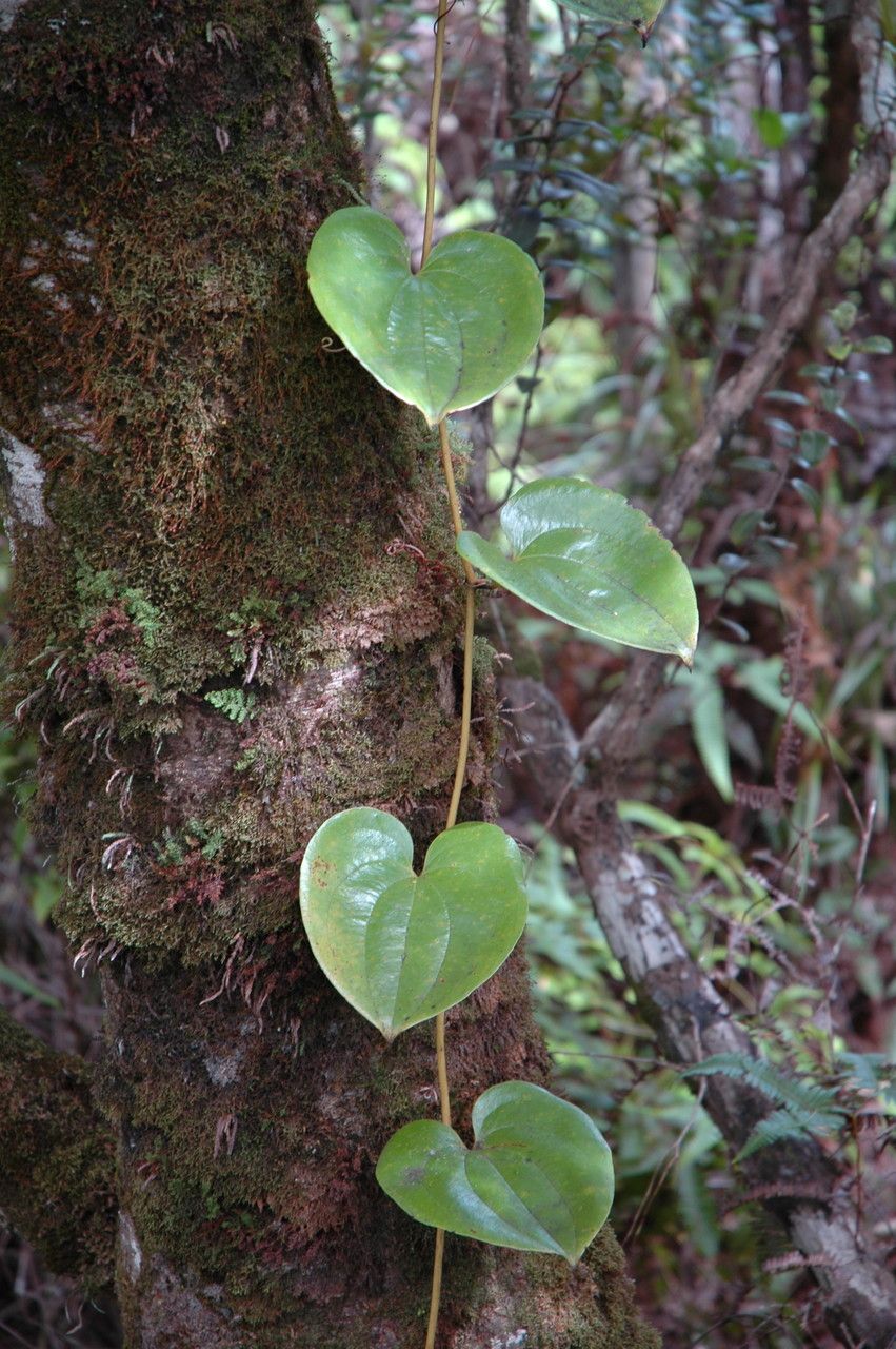 Smilax melastomifolia — search result for 'Smilax'