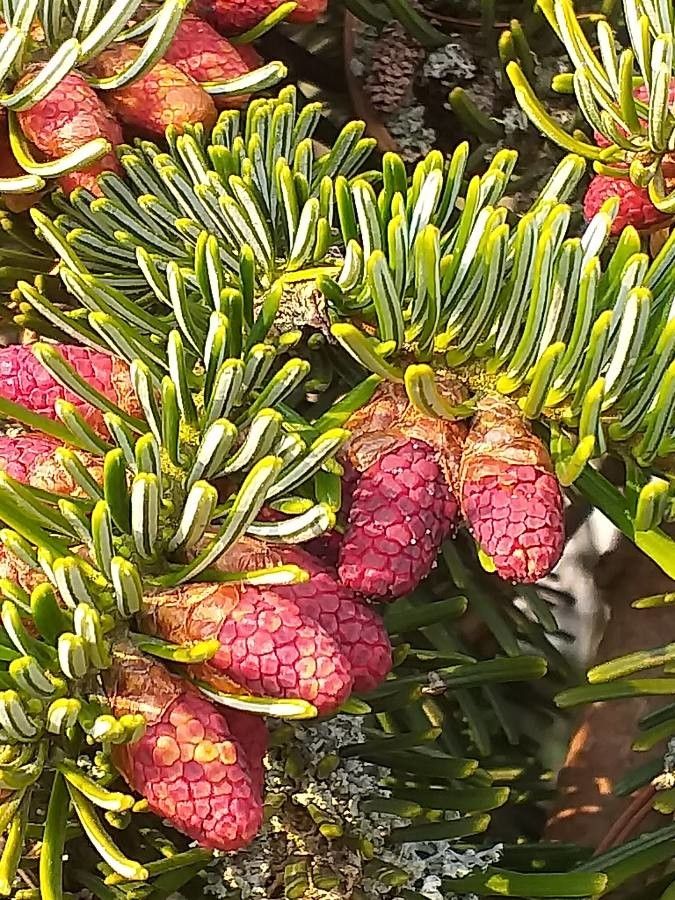 Abies nordmanniana fruit