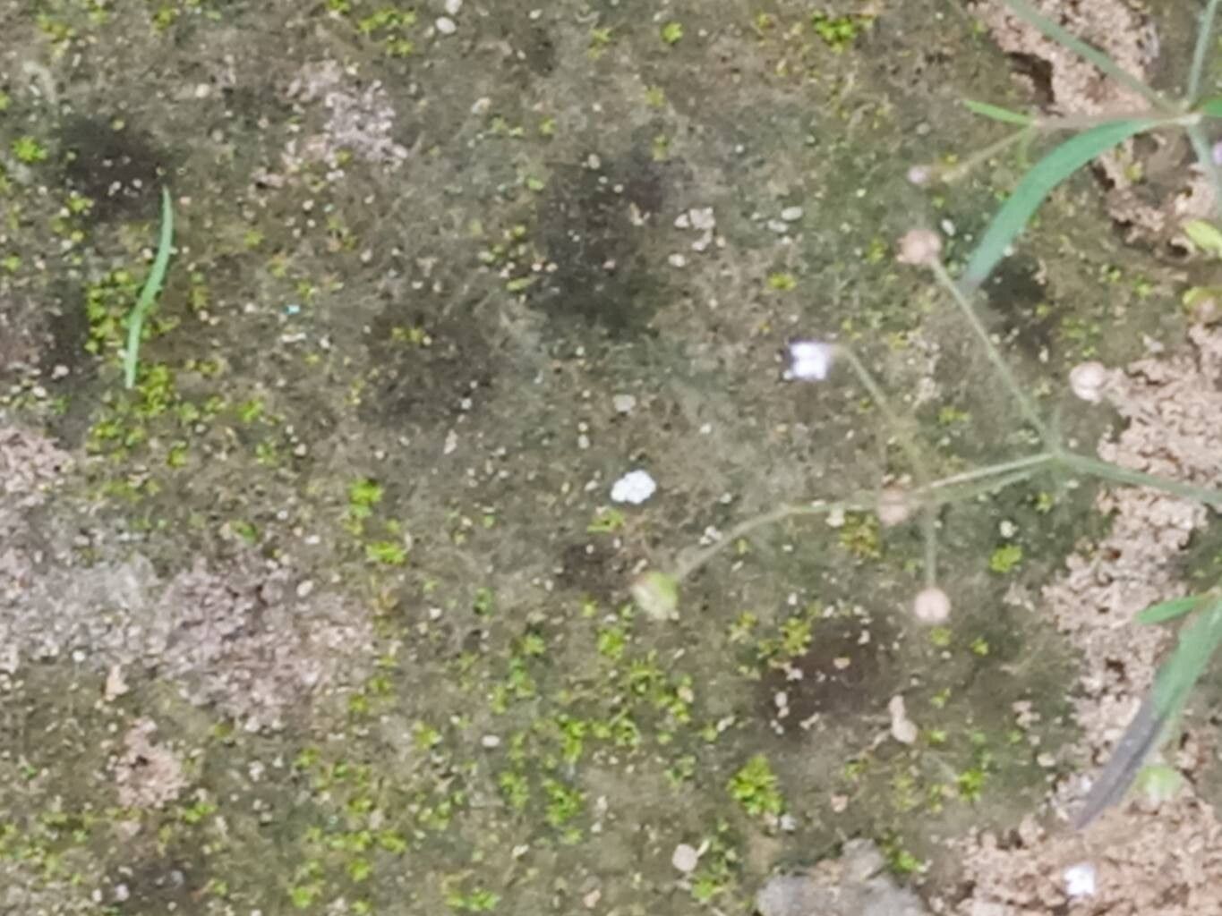 Oldenlandia herbacea flower