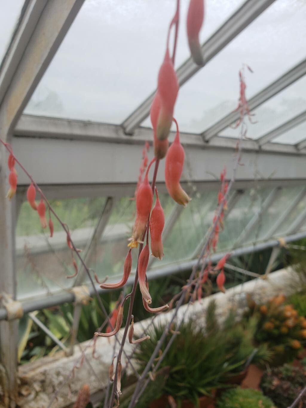 Gasteria ellaphieae flower