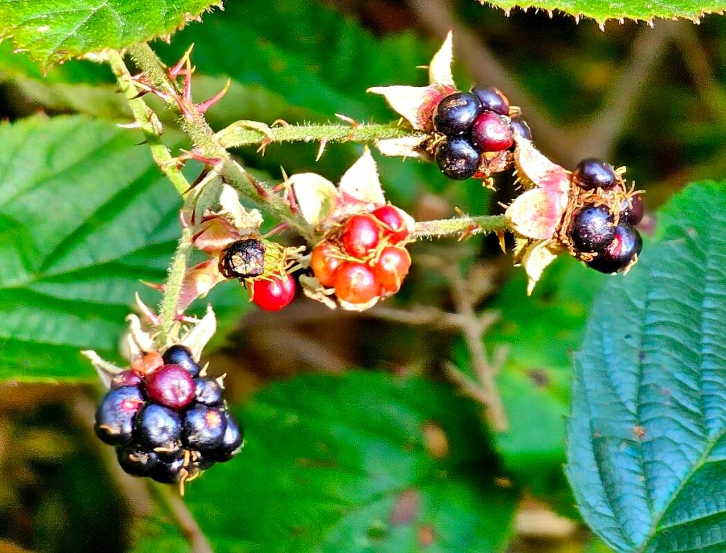 Rubus ferus fruit