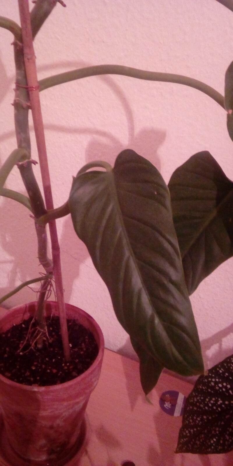 Philodendron splitgerberi — search result for 'Philodendron'