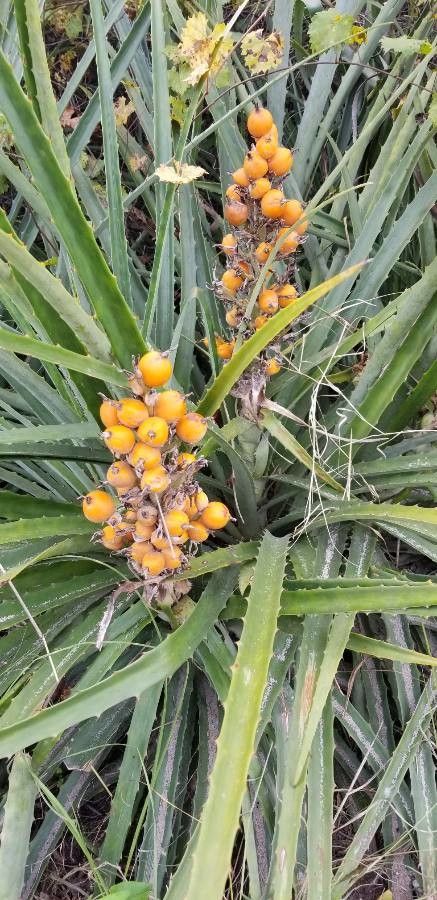 Bromelia pinguin fruit