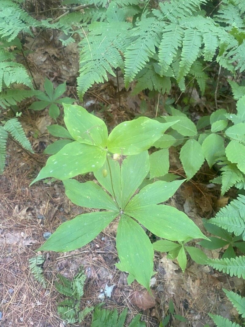 Medeola virginiana — search result for 'Liliaceae'