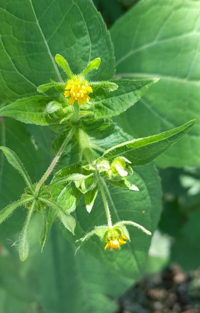 Sigesbeckia jorullensis flower