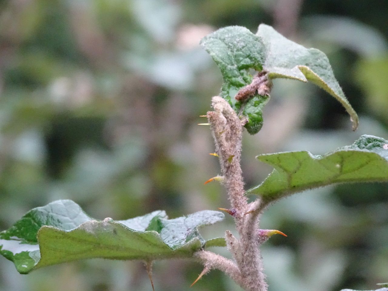 Solanum agnewiorum bark