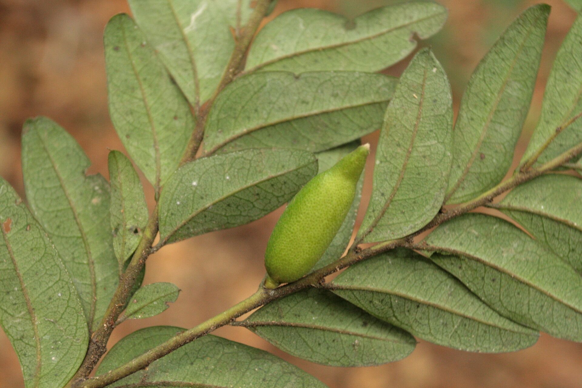 Diospyros obliquifolia fruit