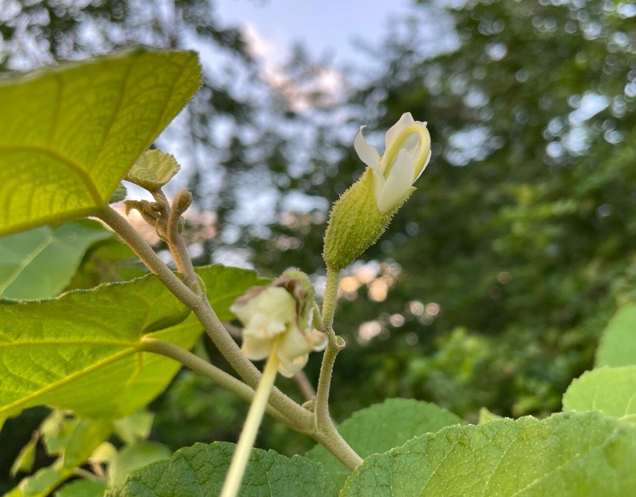 Helicteres jamaicensis flower