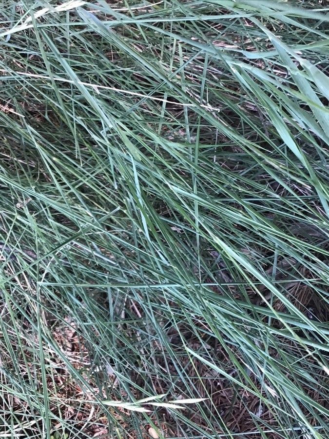 Brachypodium phoenicoides — search result for 'Brachypodium'