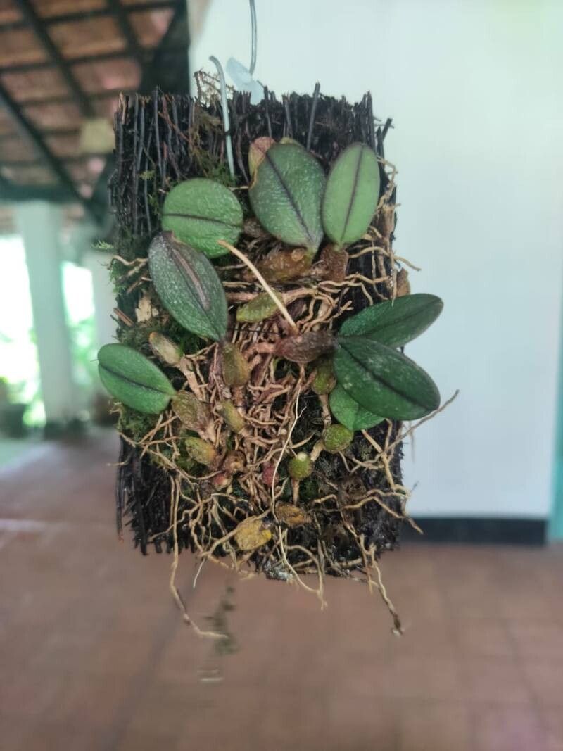 Bulbophyllum purpurascens — houseplant care guide