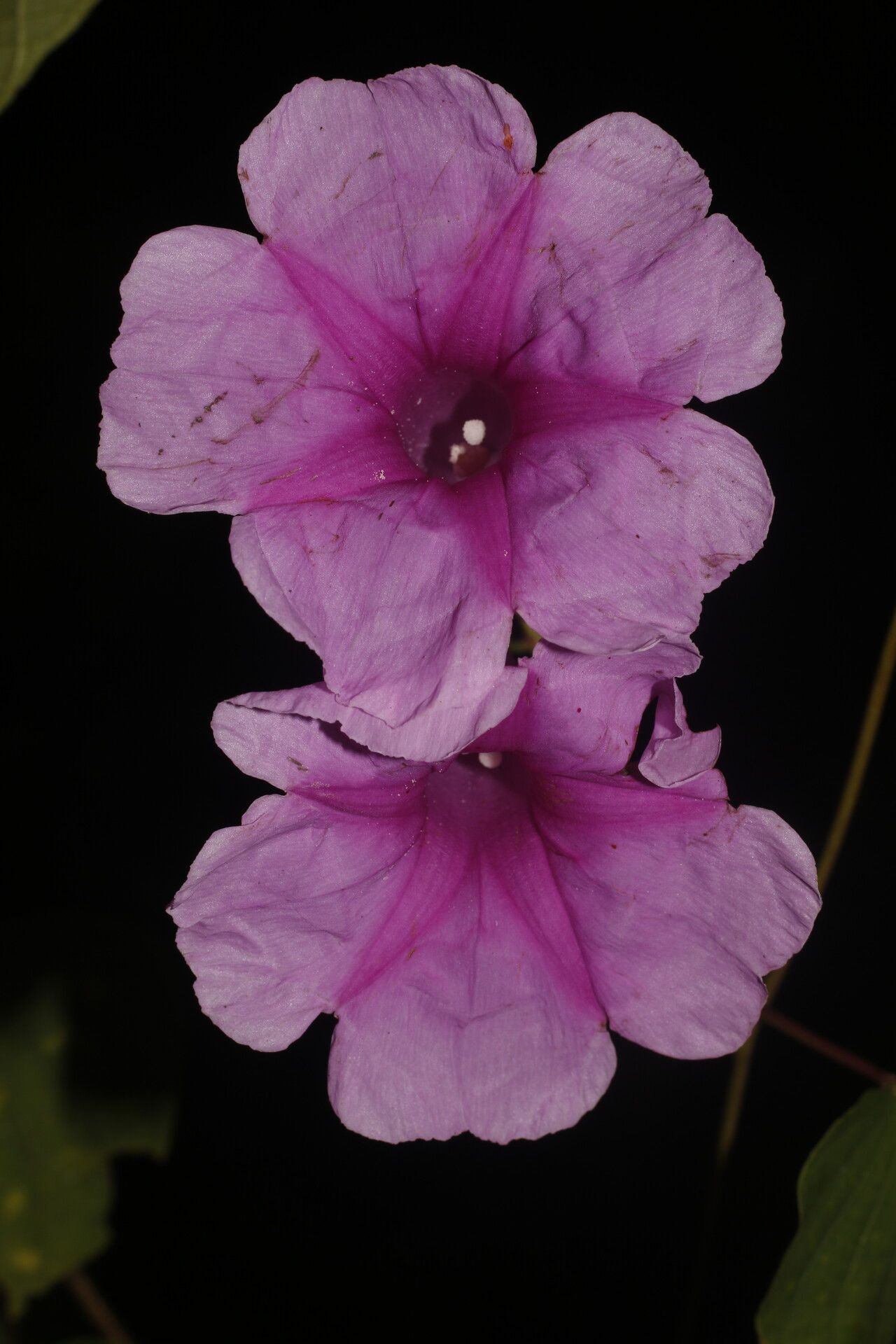 Ipomoea batatoides flower