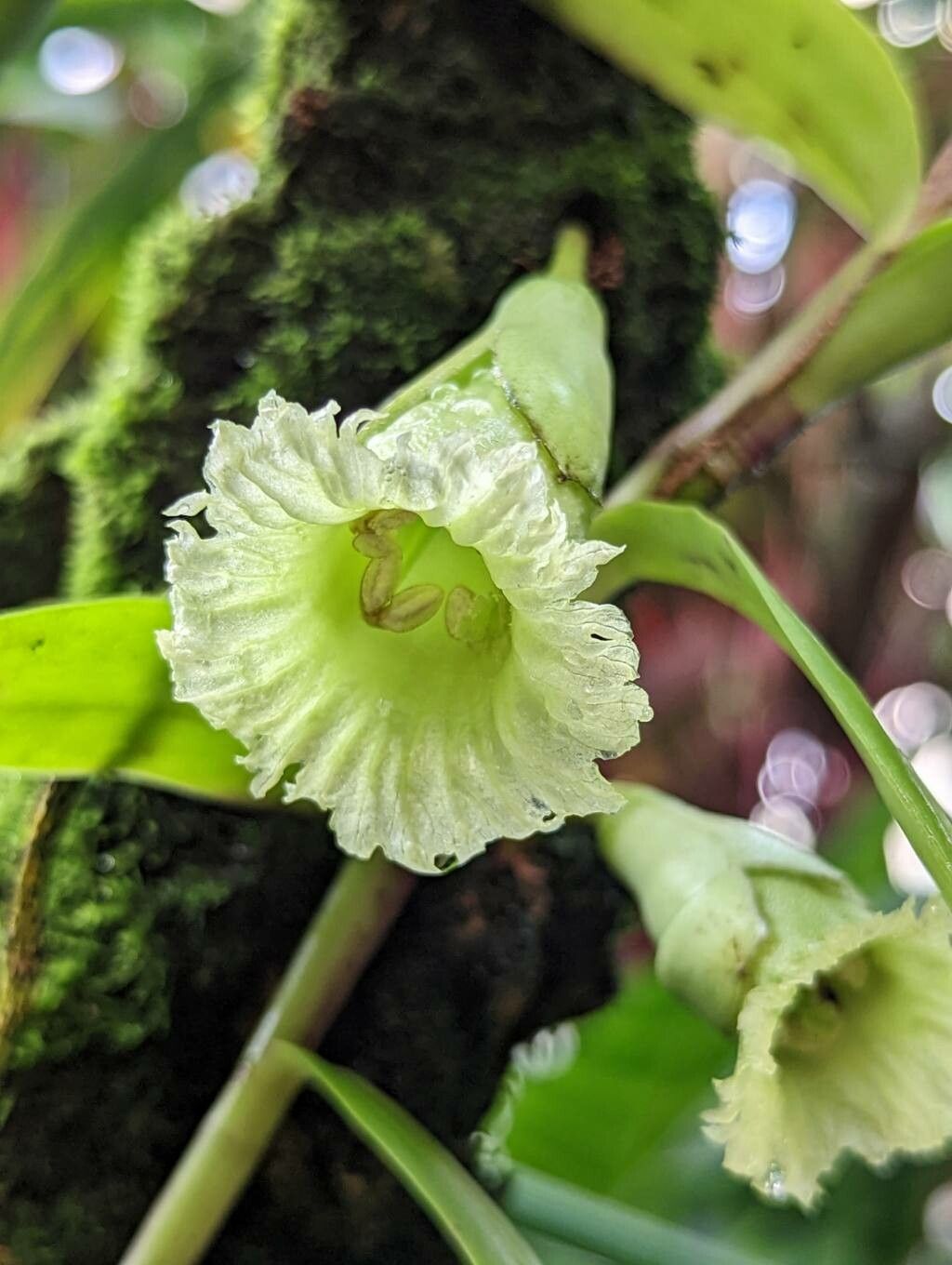Amphitecna macrophylla flower