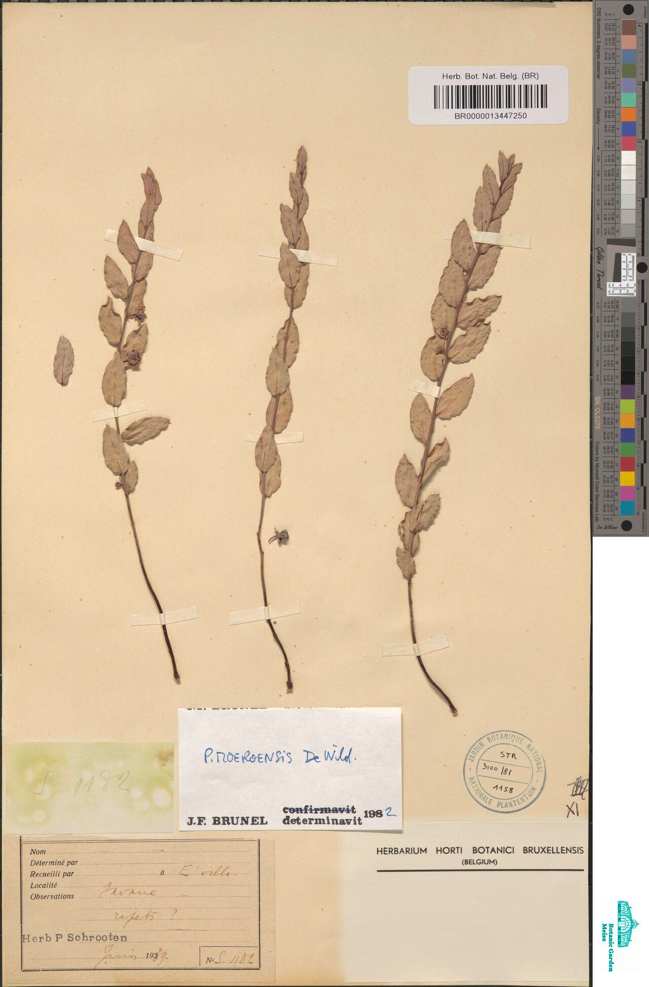 Phyllanthus moeroensis — houseplant care guide