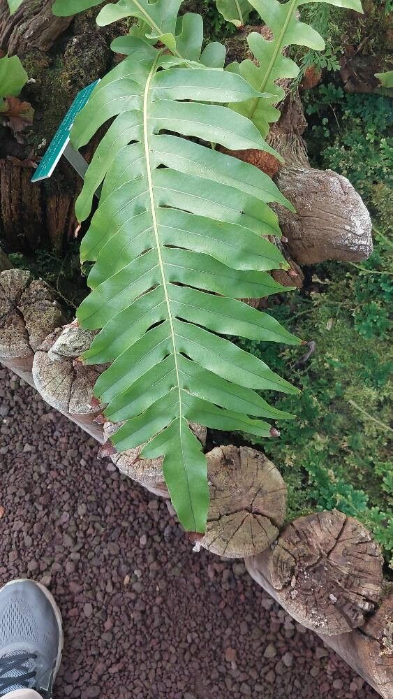 Drynaria meyeniana leaf