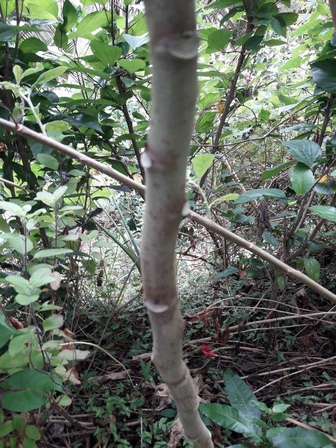 Abelmoschus moschatus bark