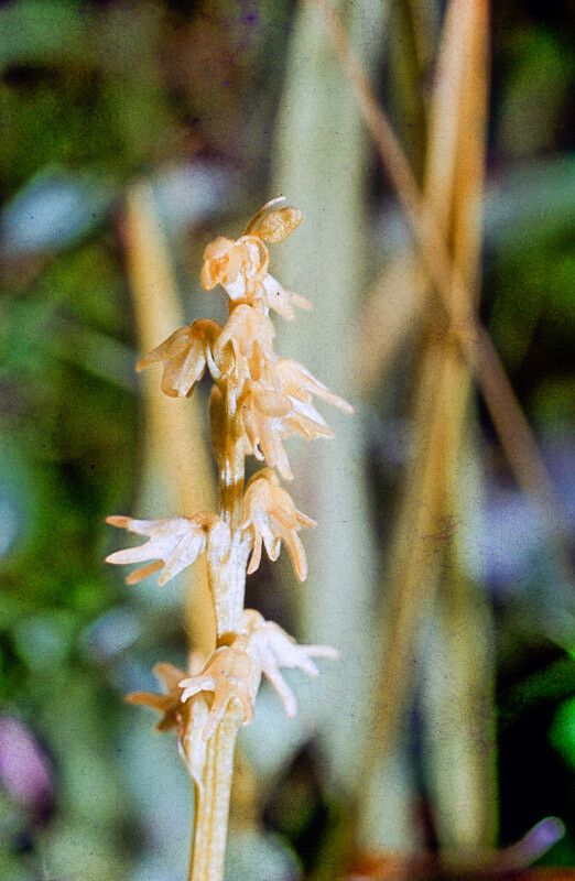 Herminium monorchis flower
