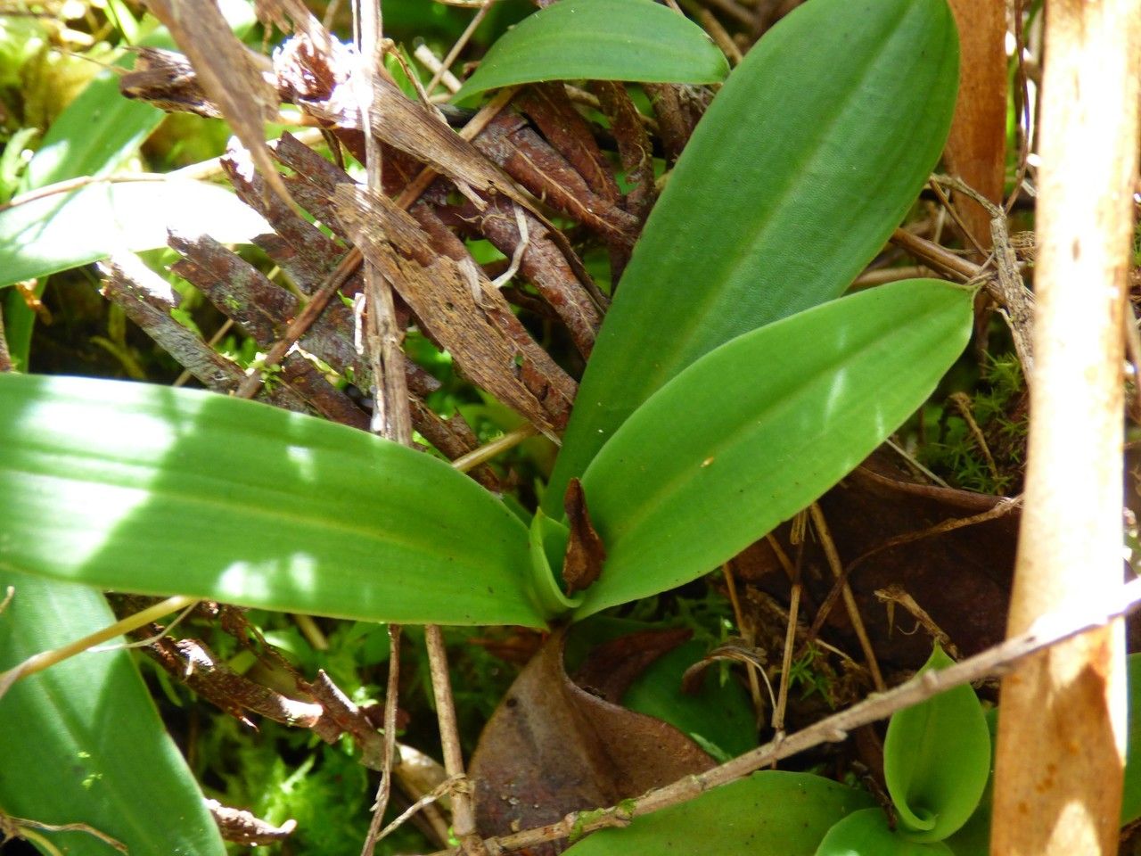 Habenaria decaryana — houseplant care guide