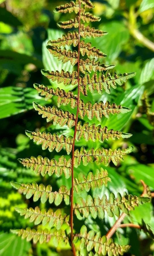 Hemionitis chlorophylla fruit
