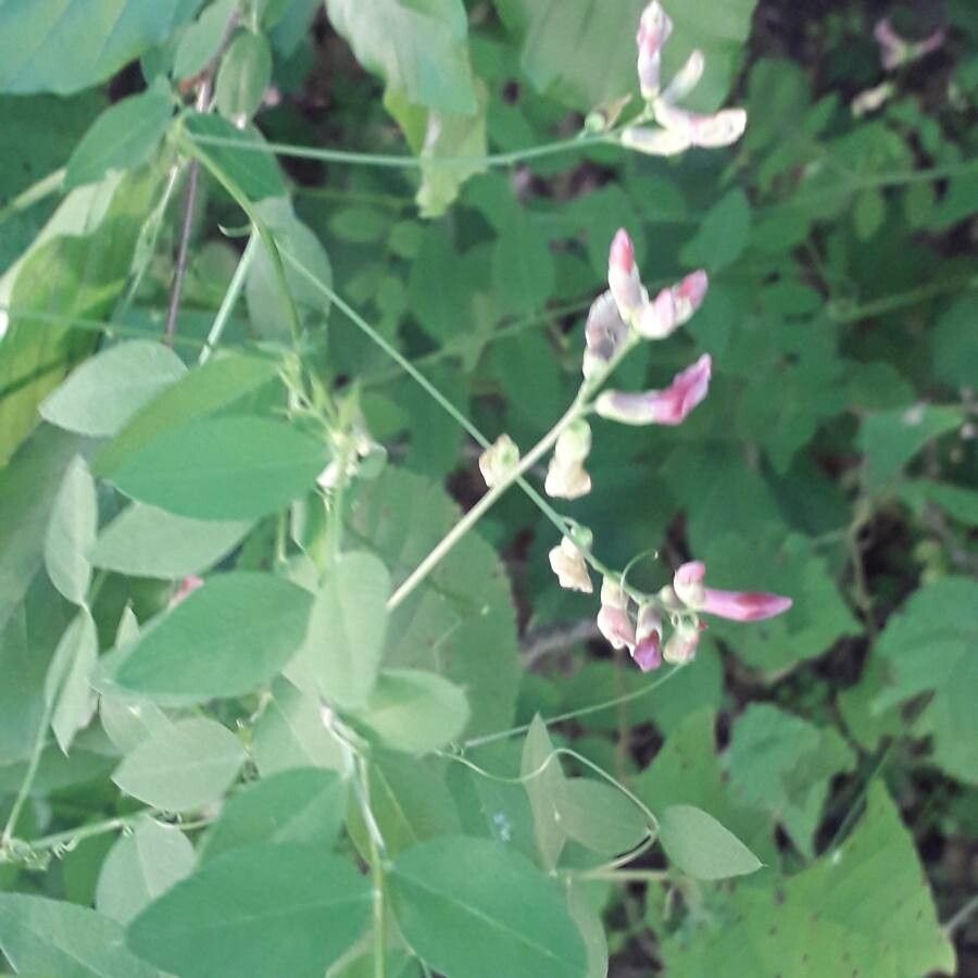 Vicia dumetorum flower