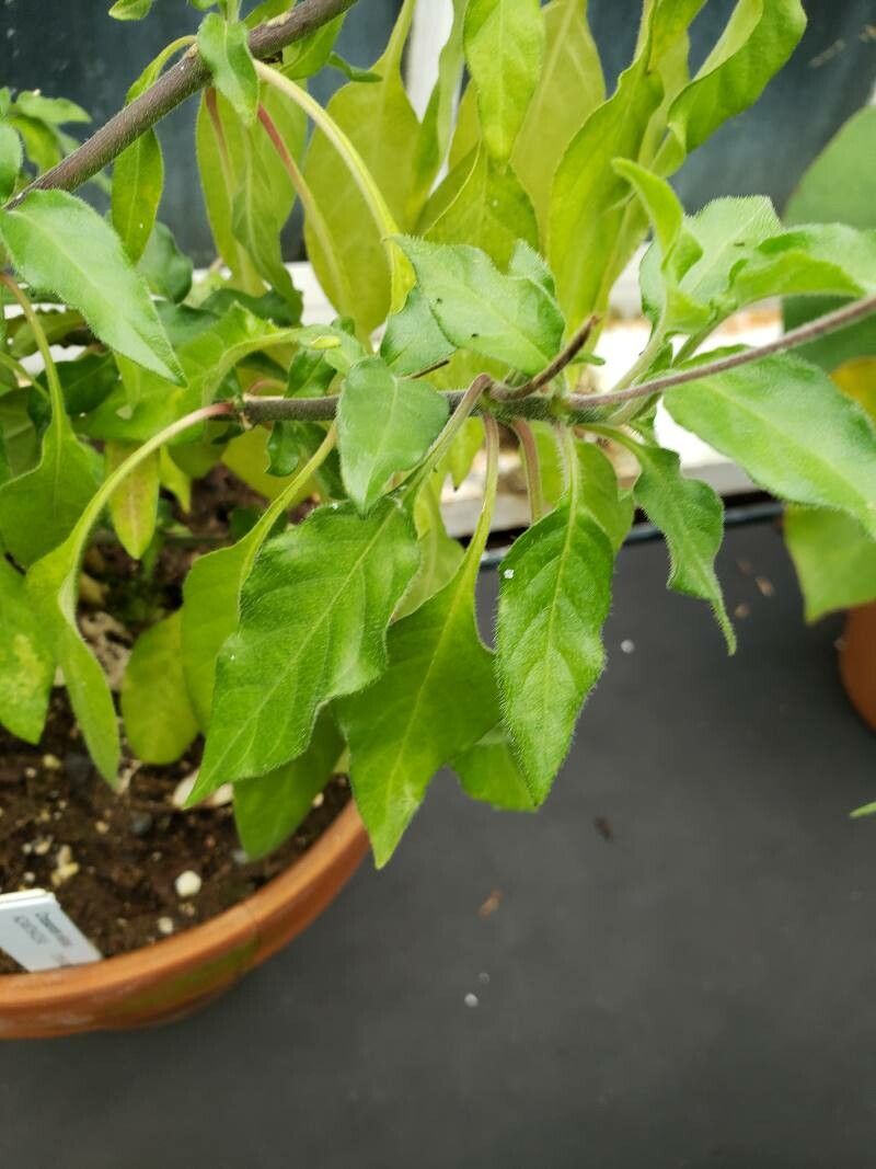 Crossandra nilotica — search result for 'Crossandra'