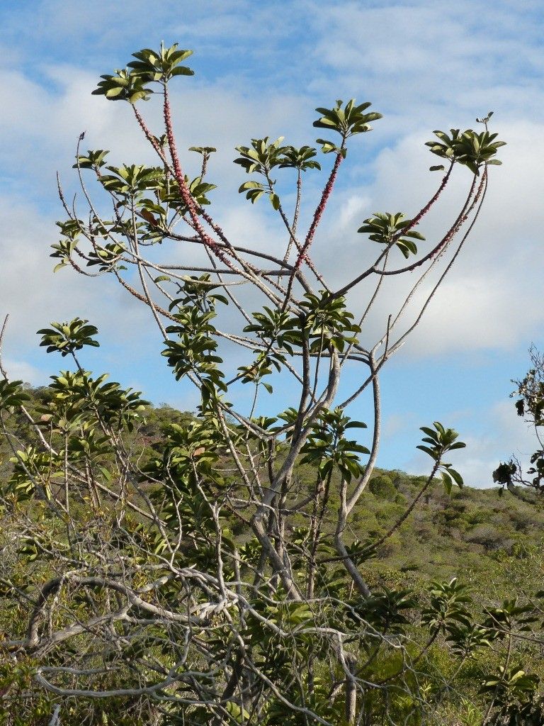 Pycnandra blanchonii habit